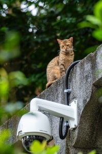 CCTV Camera and Cat
